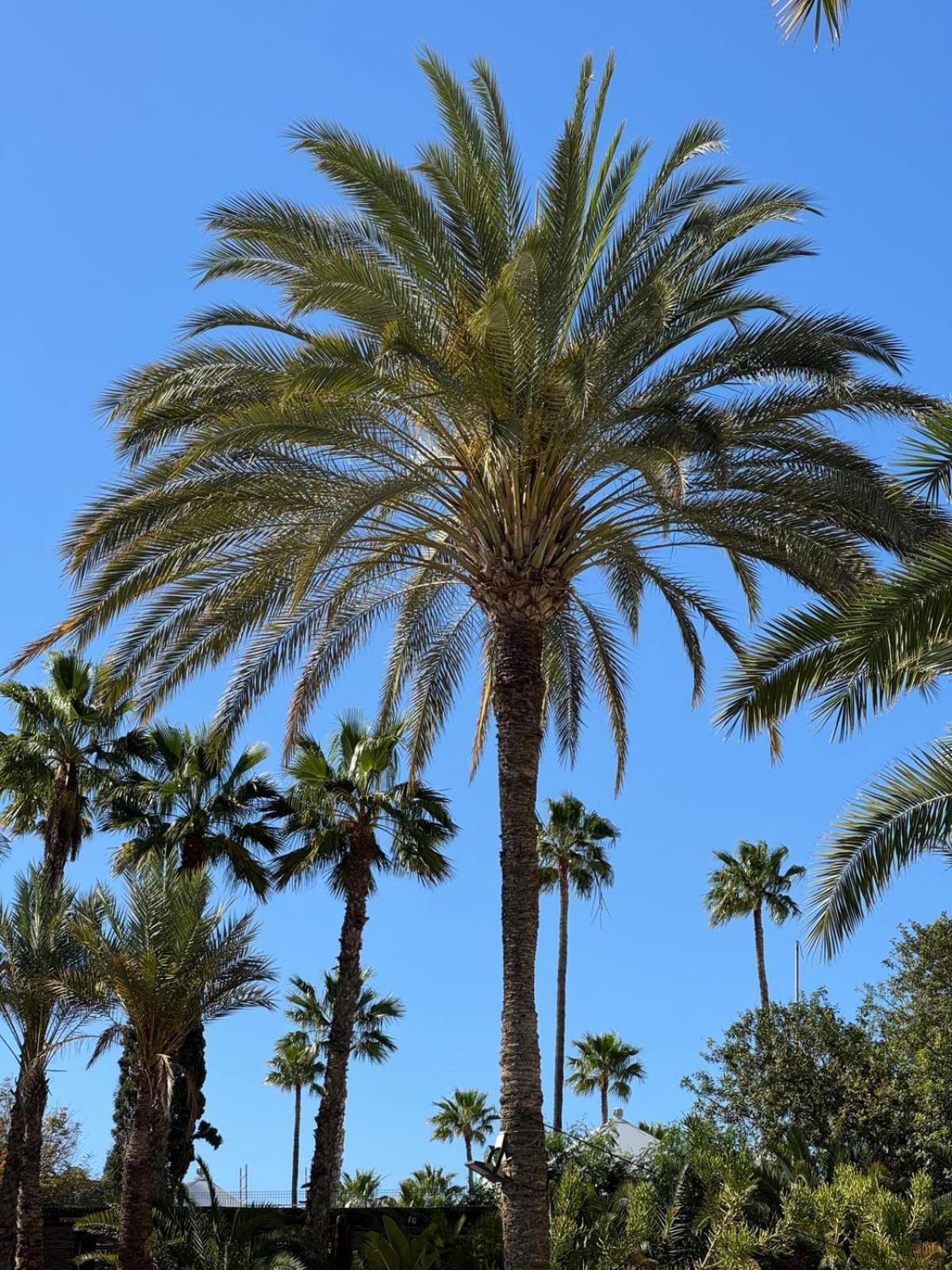 Piso Paraiso Vicino Al Mare Maspalomas  Exterior foto
